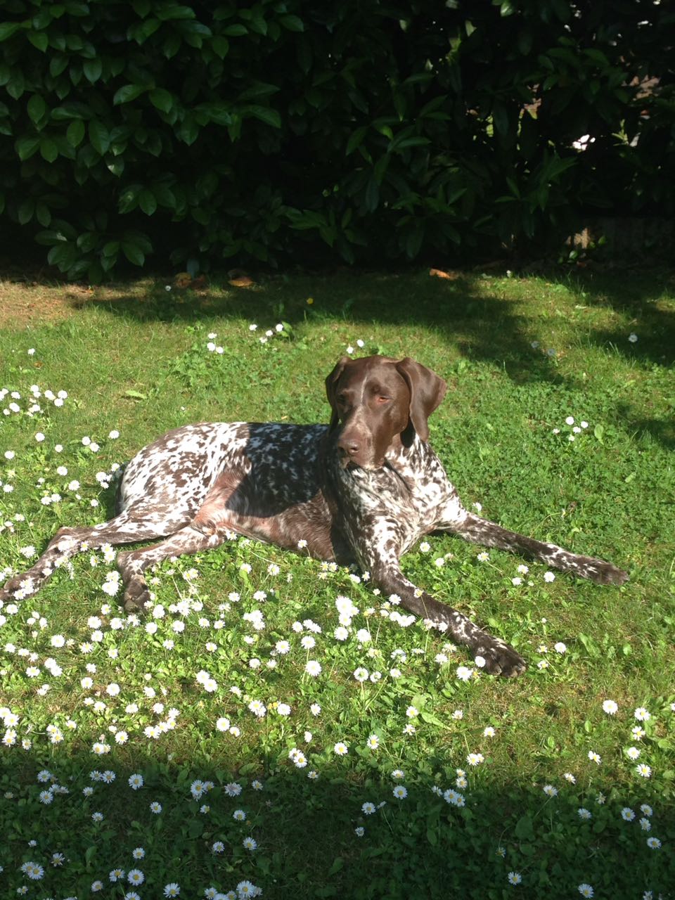 Faunus Mein Seelentier